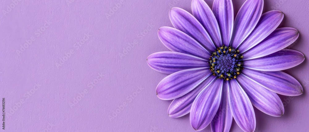   Purple flower on purple background with black center