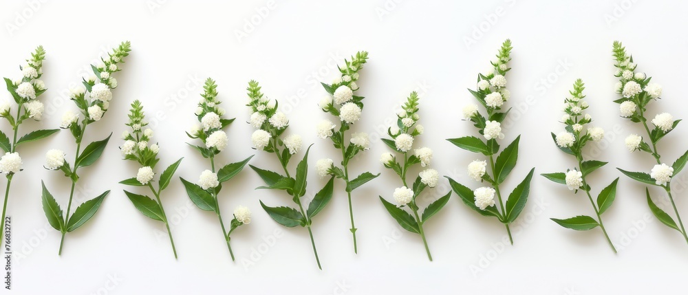 A row of white flowers rests atop a white table, surrounded by lush green foliage on a white surface A row of white flowers rests atop a white table, surrounded by lush green foliage on a white surface
