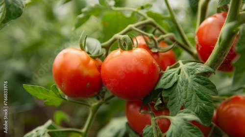 Ripe tomato plant growing in greenhouse.