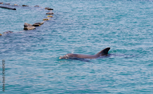 Dolphin emerging from the tranquil turquoise waters of the sea. Bottlenose dolphin jumping out of sea with water on sunny day. A line of floating barriers extends into the distance, marking a boundary
