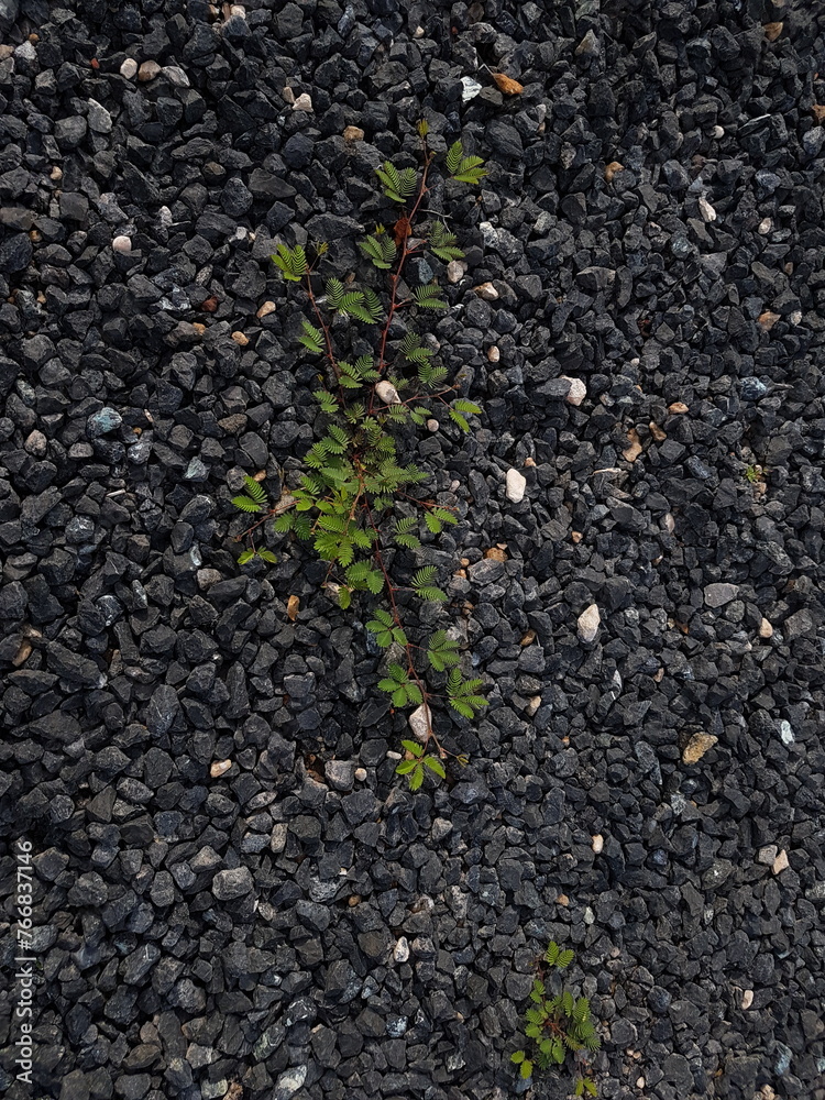 small tree grow on stone floor texture. Plants grow on pebbles ground. Nature background concept from beach for an industrial. small tree grow on stone floor texture. Plants grow on pebbles ground. Nature background concept from beach for an industrial.