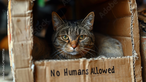 Humor. A cat in a box with the inscription "No humans Allowed"