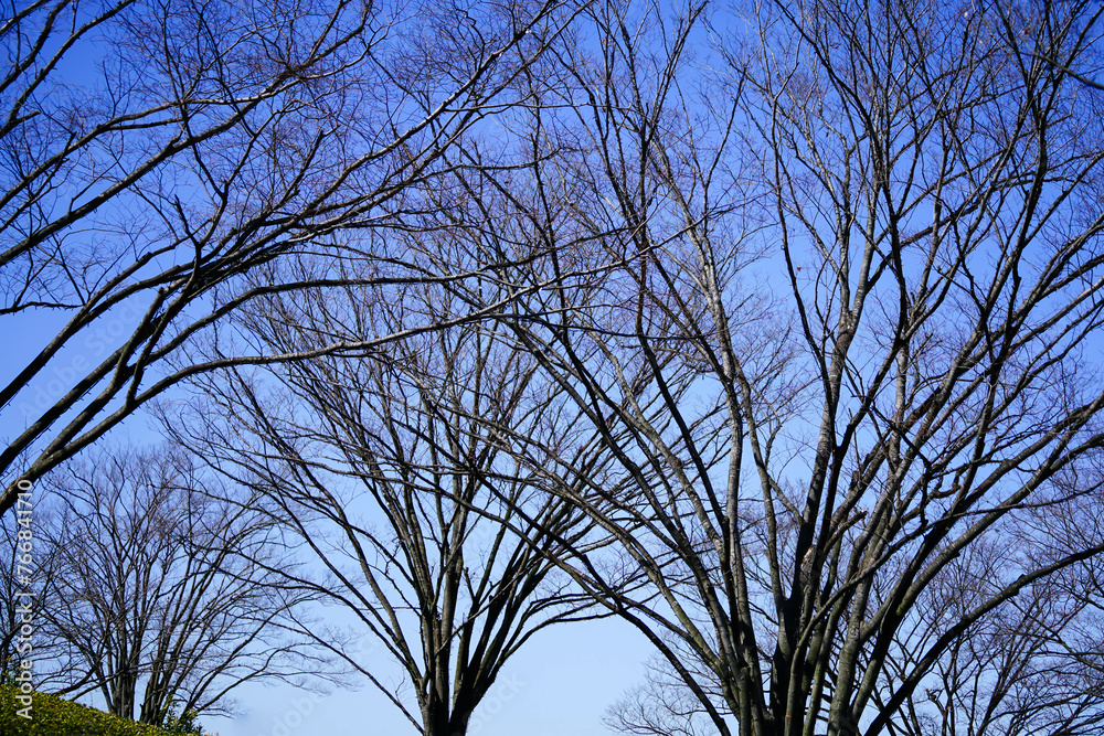 Fototapeta premium 冬の青空