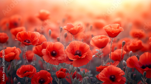 Beautiful red poppies on the field at sunset. Nature background