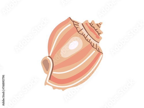 Sea shells vector illustration, mollusks. Flat illustration of seashell on white background. Ocean element for stickers.
