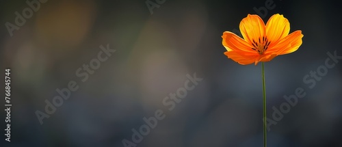  Single orange flower on stem - close-up with blurry background
