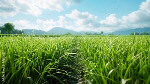 Rice field landscape beautiful countryside photo