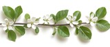   Branch of Apple Tree with White Flowers & Green Leaves on White Background | Text Space