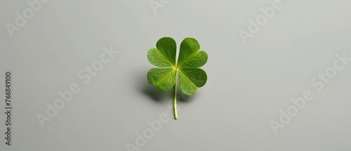   Four-leaf clover on gray surface with green stem © Albert