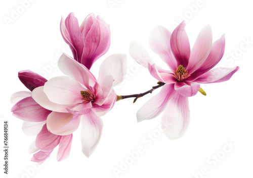 Beautiful pink spring magnolia flowers on a tree branch isolated on white © SnapSale Studio