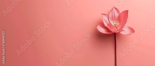  A stunning pink flower graces the center of a vibrant pink background, its elongated stem adding to its beauty © Albert