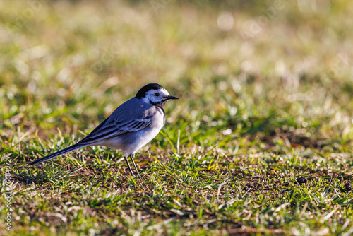 White wagtail on a meadow