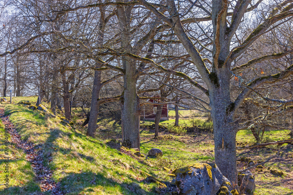 Sunny spring day in a deciduous forest with a path - obrazy, fototapety, plakaty 