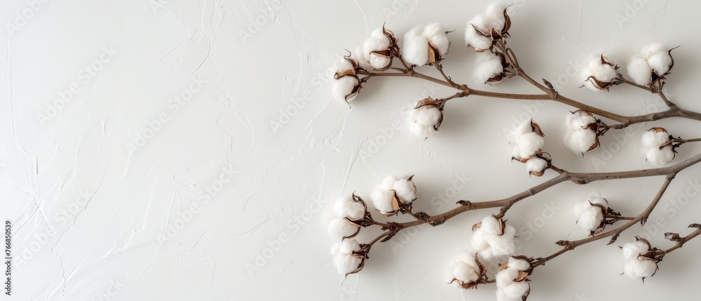 Cotton plant branch on white background with snow Cotton plant branch on white background with snow