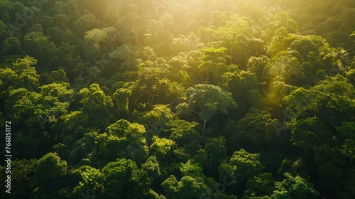 Overhead shot capturing the vast expanse and diversity of a tropical rainforest's canopy