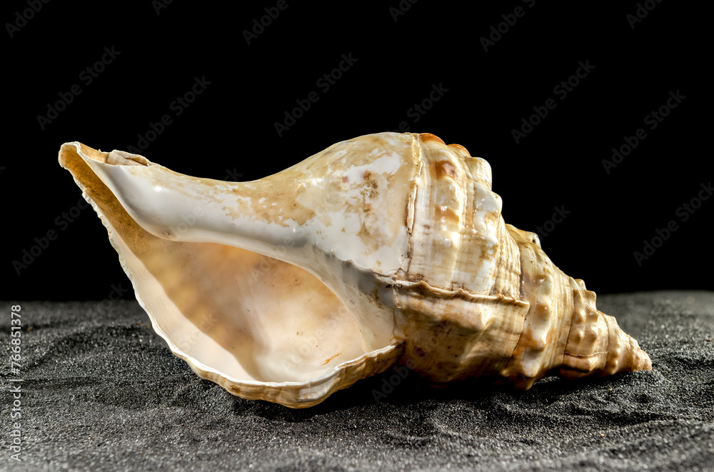 Pleuroploca trapezium seashell on a dark background - obrazy, fototapety, plakaty 