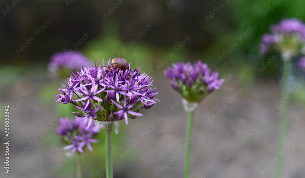 Fototapeta premium A snail sits on a purple flower