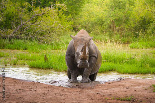 A rhinoceros stands in a river, its massive form contrasting with the flowing water around it.