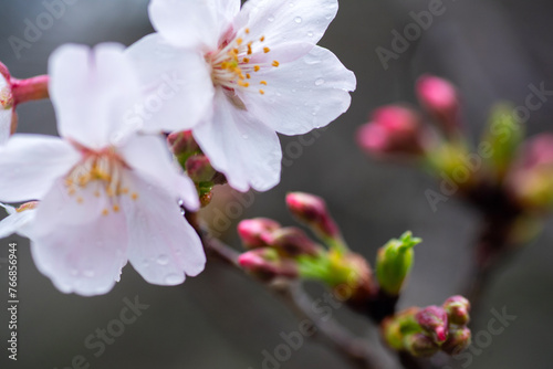 春雨に濡れた桜の蕾