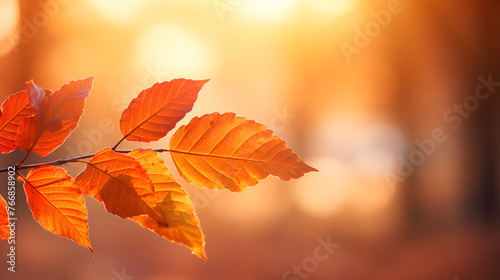 close up of leaves blurred autumn leaves with shallow depth of field autumn leaf fall of golden leaves with bokeh lights blurred background 