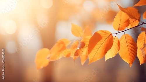 close up of leaves blurred autumn leaves with shallow depth of field autumn leaf fall of golden leaves with bokeh lights blurred background 