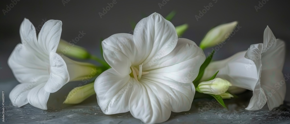 A stunning image captures a cluster of pure white blossoms atop a muted gray backdrop, with a solitary bloom taking center stage A stunning image captures a cluster of pure white blossoms atop a muted gray backdrop, with a solitary bloom taking center stage