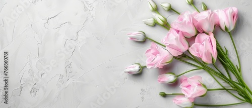   A beautiful array of pink and white tulips against a dark backdrop provides an ideal canvas for adding text or images
