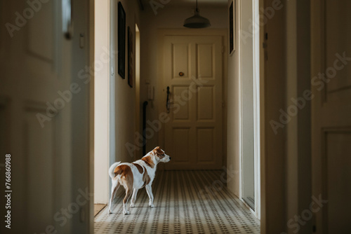 Fotografie Dog is standing and waiting to be fed.