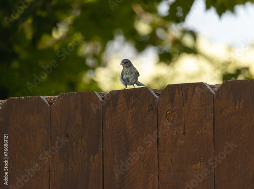Tableau sur toile bird on the fence, baby bird, cute, feathers, indecisive, indecision, undecided,