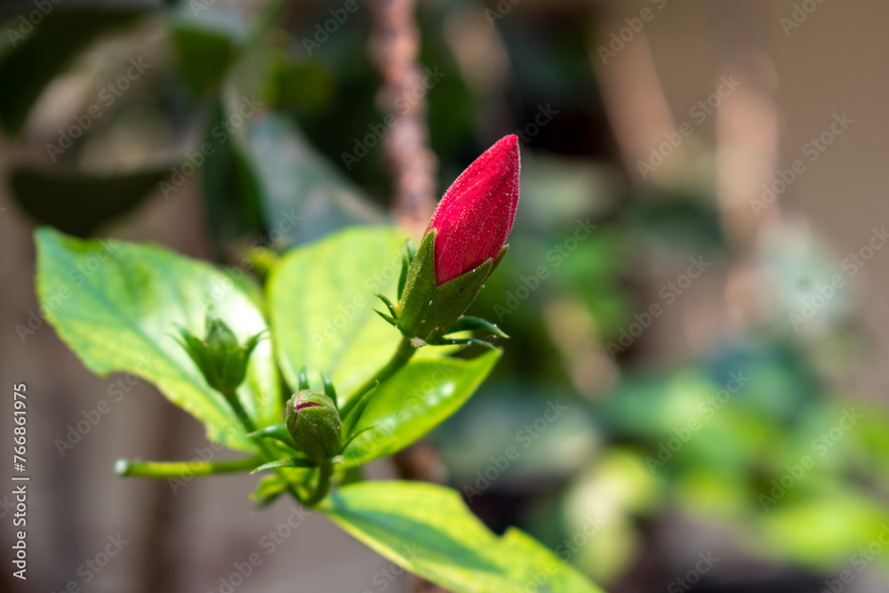 Pink hibiscus flower on a green background. In the tropical garden. Pink hibiscus flower on a green background. In the tropical garden.