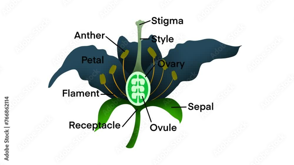 Flower structures, biology, Flowering plant Reproduction, Flowers contain male sex organs call