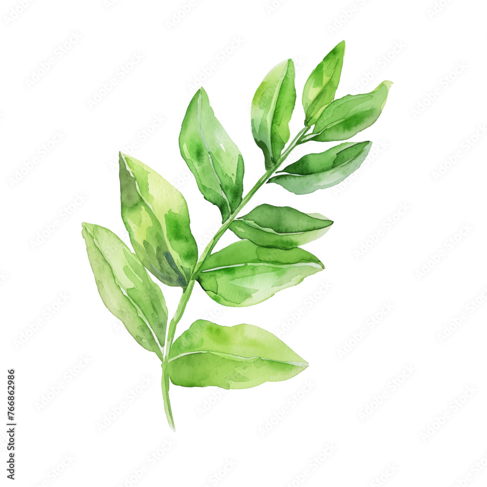 Fototapeta premium ti leaf branch watercolor good quality and good design