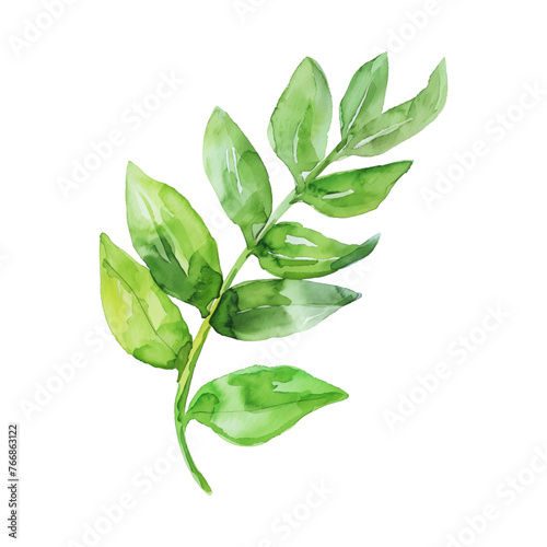 ti leaf branch watercolor good quality and good design