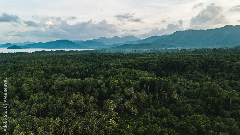 Beautiful lush tropical forests hide the ugly effects of logging in the area.