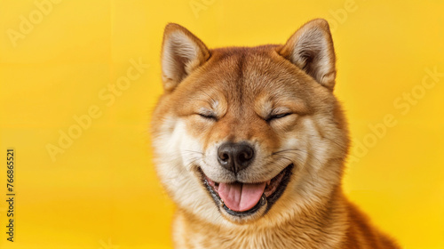 Happy shiba. Dog with glasses of red heart inu dog on yellow. Red-haired Japanese dog smile portrait.