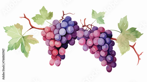 Watercolor Grape Vine Flat vector isolated on white background