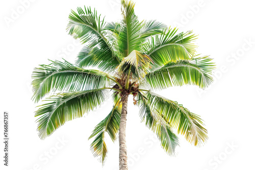 Palm Tree on Transparent Background. PNG