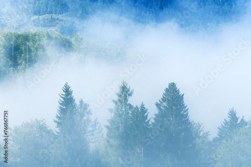 Summer morning fog in pine wood forest, beautiful scenic landscape from Bohinj region in slovenian Triglav national park