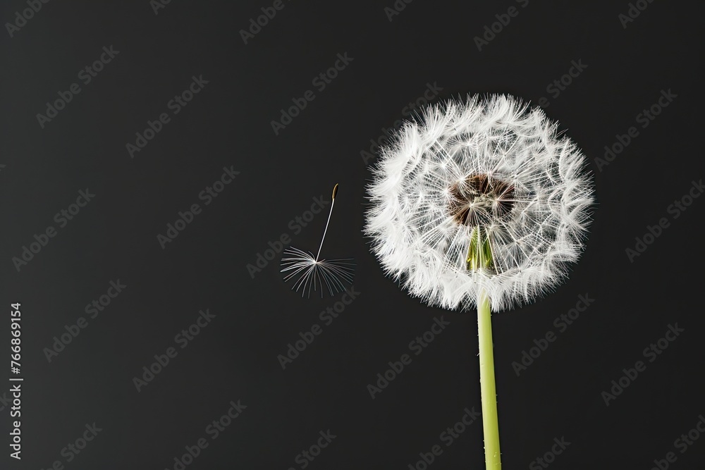 White dandelion isolated on black background White dandelion isolated on black background