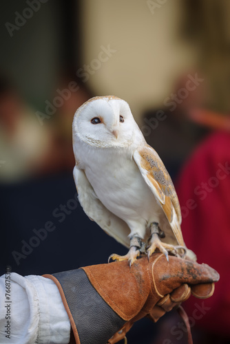 Barn owl on a falconer's glove
