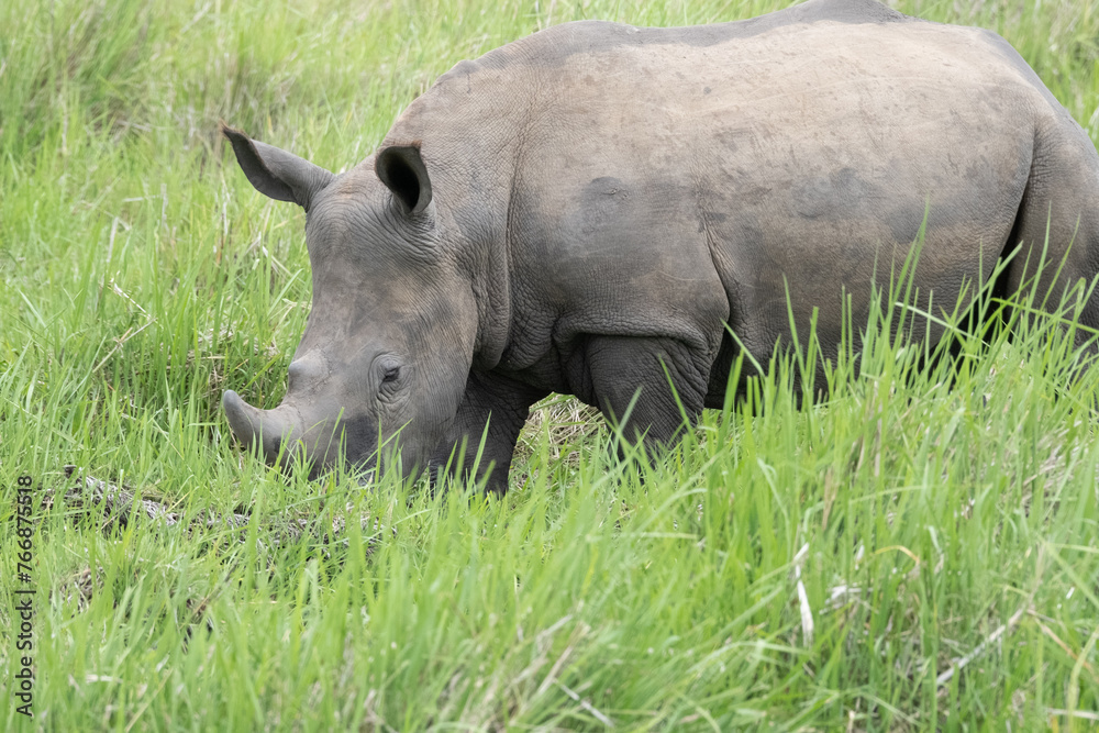 Obraz premium rhino in Uganda