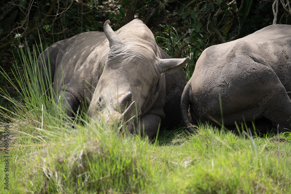 Obraz premium rhino in Uganda