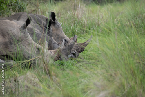 rhino in Uganda photo