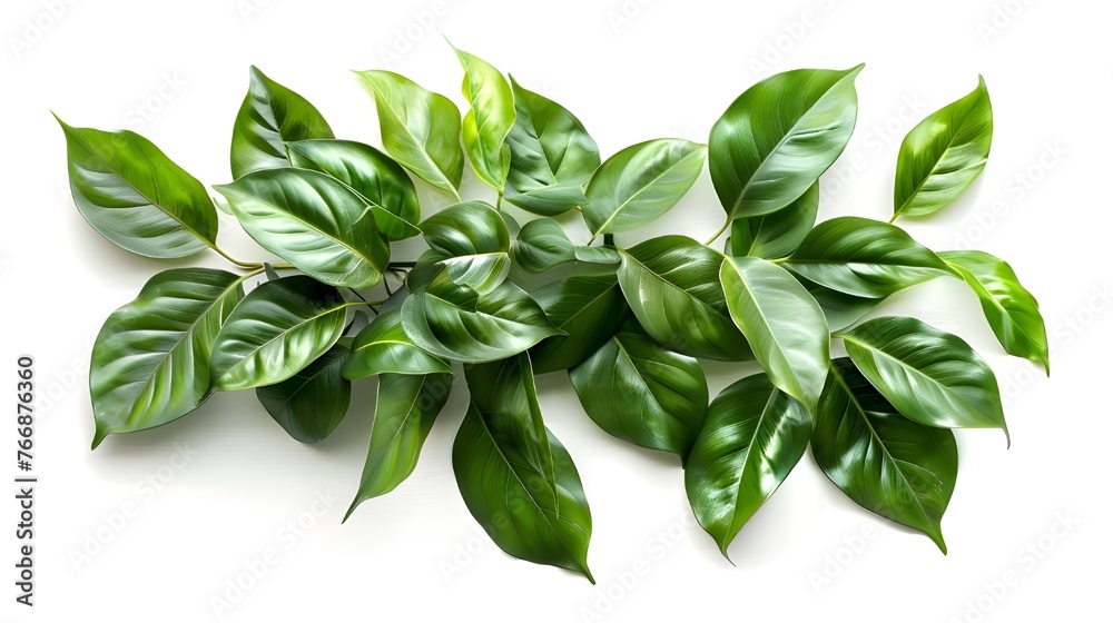 Obraz premium Isolated on a white background, the green leaf pattern of tropical plants, decorated in the form of a shrub composition, will give your interior a feeling of natural harmony and comfort.