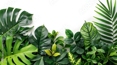 A shrubby composition of green leaves of tropical plants  highlighted on a white background  creates an atmosphere of comfort and freshness  bringing natural harmony to your home or office.