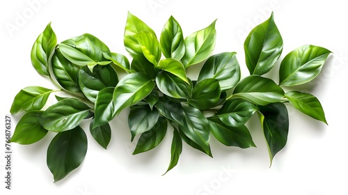 The green leaves of tropical plants, decorated in a shrubby composition, form a stylish and modern decorative element on a white background, giving the interior a special charm. photo