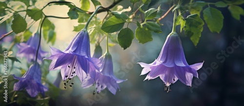 A cluster of electric blue bellshaped flowers hanging gracefully from a tree branch, showcasing the beauty of this terrestrial purple flowering plant photo