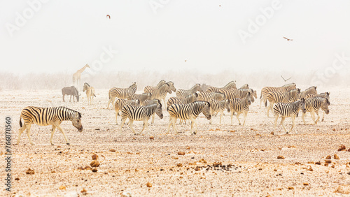 Herd of Plains zebra (Equus quagga) walking in a desert landscape during a sandstorm in Etosha National Park, Namibia
