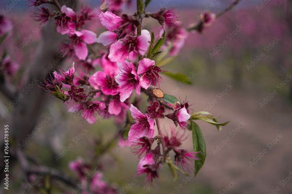 Fototapeta premium HECTOR MARIO REYES HERNANDEZ