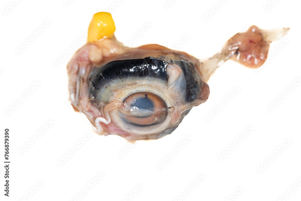 Anatomy and Physiology of the chicken in laboratory. Anatomy and Physiology of the chicken in laboratory.